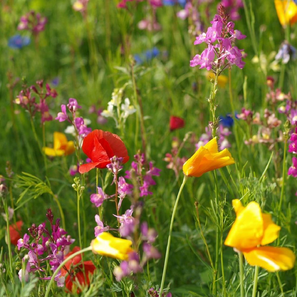Geschenkset Blühende Zusammenarbeit - individualisierbar